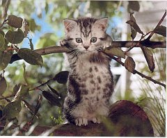 Gatti (304)